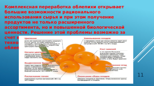 Комплексная переработка облепихи открывает большие возможности рационального использования сырья и при этом получение продуктов не только расширенного ассортимента, но и повышенной биологической ценности. Решение этой проблемы возможно за счет внедрения усовершенствованных технологических приемов переработки плодов облепихи.  