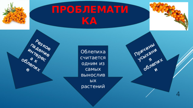 Резкое падение интереса к облепихе Причины усыхания облепихи ПРОБЛЕМАТИКА  Облепиха считается одним из самых выносливых растений  