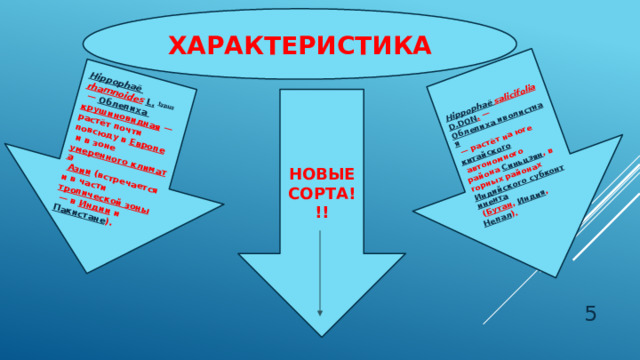 Hippophaë  rhamnoides   L.   typus  —  Облепиха крушиновидная  — растёт почти повсюду в  Европе  и в зоне  умеренного климата   Азии  (встречается и в части  тропической зоны  — в  Индии  и  Пакистане ). Hippophaë  salicifolia   D.Don .  —  Облепиха иволистная  — растёт на юге  китайского  автономного района  Синьцзян , в горных районах  Индийского субконтинента  ( Бутан ,  Индия ,  Непал ). ХАРАКТЕРИСТИКА НОВЫЕ СОРТА!!!  