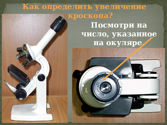 Как определить увеличение микроскопа? Посмотри на число, указанное на окуляре. 