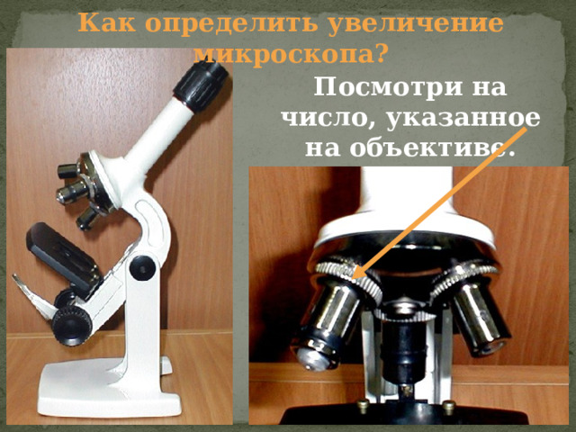 Как определить увеличение микроскопа? Посмотри на число, указанное на объективе. 