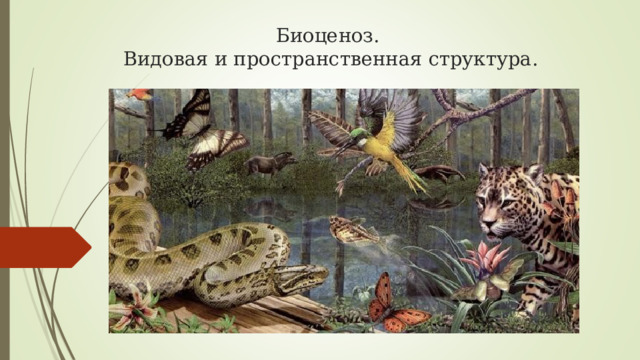 Биоценоз.  Видовая и пространственная структура. 