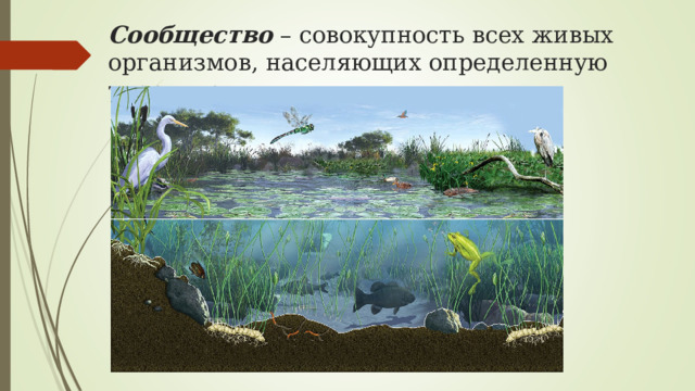 Сообщество – совокупность всех живых организмов, населяющих определенную территорию 