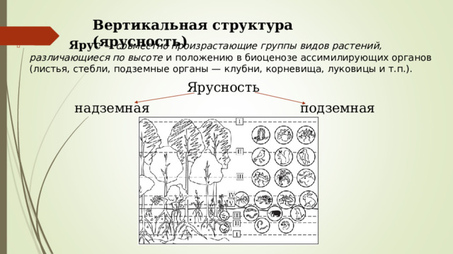 Вертикальная структура (ярусность)    Ярус   — совместно произрастающие группы видов растений, различающиеся по высоте и положению в биоценозе ассимилирующих органов (листья, стебли, подземные органы — клубни, корневища, луковицы и т.п.). Ярусность надземная подземная 
