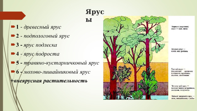 Ярусы 