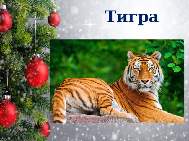 Тигра 