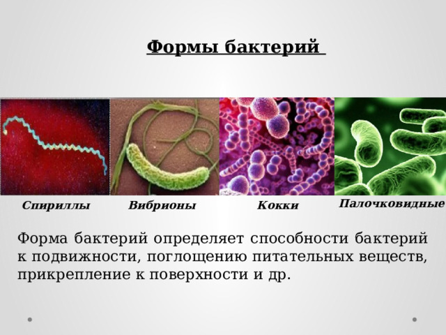 Формы бактерий Палочковидные Спириллы Вибрионы Кокки Форма бактерий определяет способности бактерий к подвижности, поглощению питательных веществ, прикрепление к поверхности и др. 
