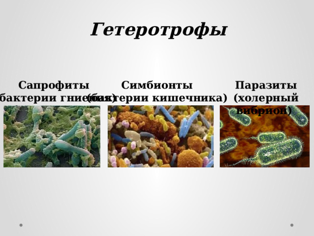 Гетеротрофы  Симбионты Сапрофиты (бактерии кишечника) (бактерии гниения) Паразиты (холерный вибрион) 