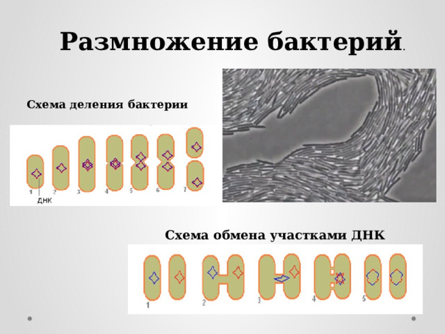 Размножение бактерий . Схема деления бактерии Схема обмена участками ДНК 