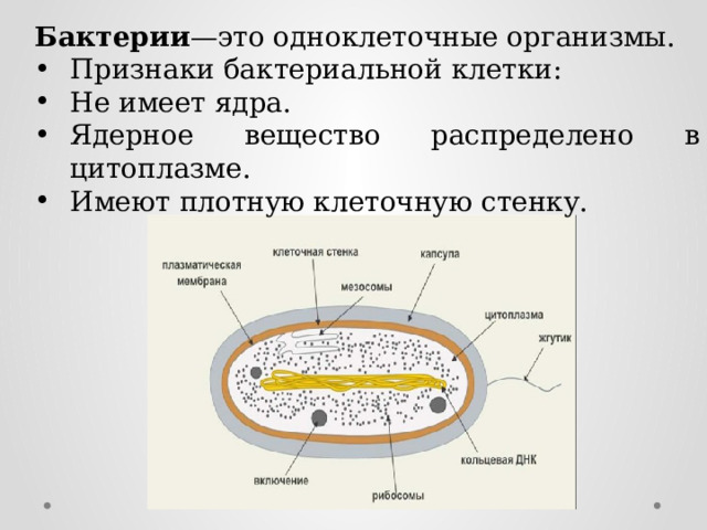 Бактерии —это одноклеточные организмы. Признаки бактериальной клетки: Не имеет ядра. Ядерное вещество распределено в цитоплазме. Имеют плотную клеточную стенку. 
