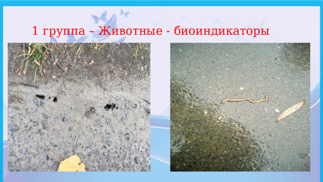  1 группа – Животные - биоиндикаторы 