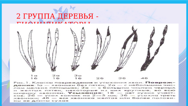 2 ГРУППА ДЕРЕВЬЯ - БИОИНДИКАТОРЫ 