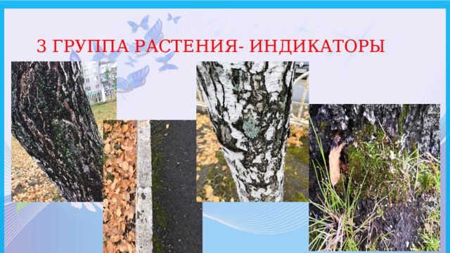 3 ГРУППА РАСТЕНИЯ- ИНДИКАТОРЫ 