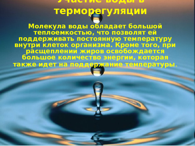 Участие воды в терморегуляции Молекула воды обладает большой теплоемкостью, что позволят ей поддерживать постоянную температуру внутри клеток организма. Кроме того, при расщеплении жиров освобождается большое количество энергии, которая также идет на поддержание температуры . 