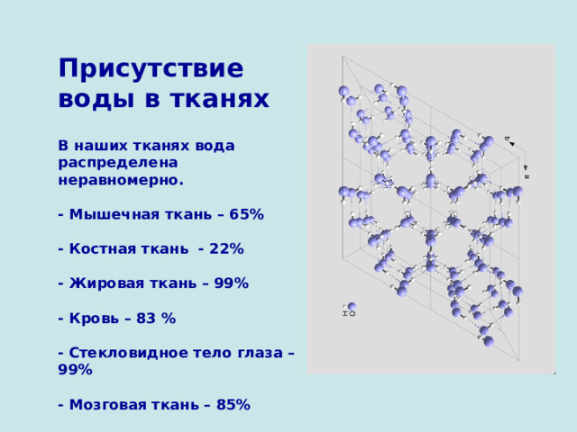 Присутствие воды в тканях  В наших тканях вода распределена неравномерно.  - Мышечная ткань – 65%  - Костная ткань - 22%  - Жировая ткань – 99%  - Кровь – 83 %  - Стекловидное тело глаза – 99%  - Мозговая ткань – 85%  - Зубная эмаль -0,2 % 