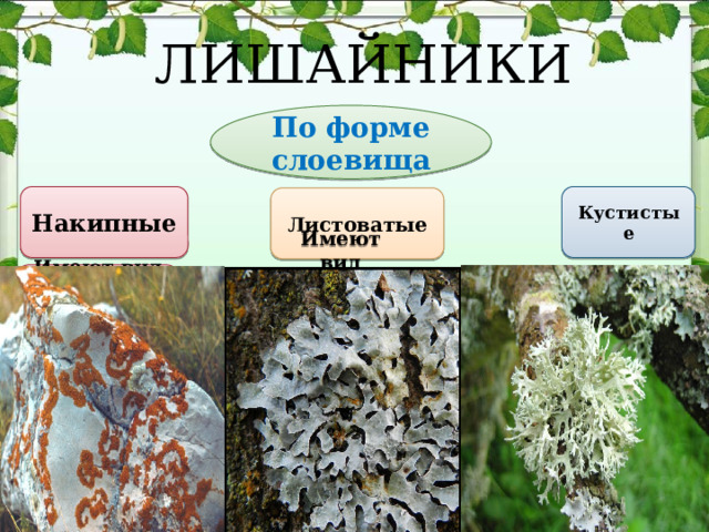 ЛИШАЙНИКИ По форме слоевища Кустистые Накипные Листоватые Имеют вид корочки, сросшейся с субстратом Имеют вид пластинки. Прикрепляются к субстрату при помощи пучка гиф Вид кустика. Срастается с субстратом только основанием Чаще на камне, скале. На дереве, гниющей древесине Почва, камни, древесина На почве, деревьях, скалах 