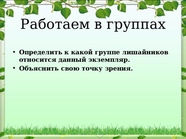 Работаем в группах Определить к какой группе лишайников относится данный экземпляр. Объяснить свою точку зрения. 