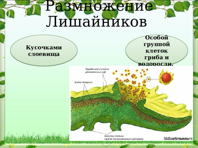 Размножение Лишайников Кусочками слоевища Особой группой клеток гриба и водоросли. 