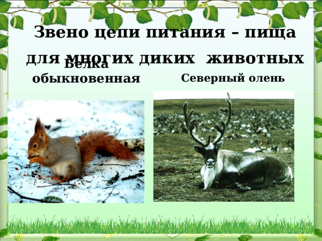 Звено цепи питания – пища для многих диких животных  Белка обыкновенная Северный олень 