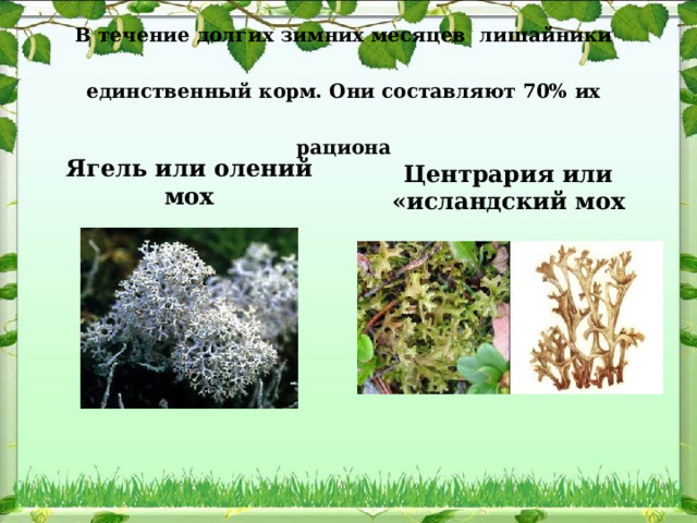 Корм оленям  В течение долгих зимних месяцев лишайники единственный корм. Они составляют 70% их рациона   Ягель или олений мох Центрария или «исландский мох 