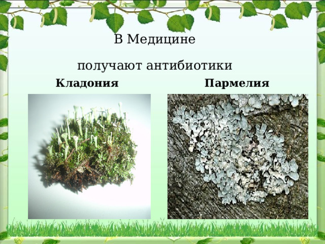 В Медицине  получают антибиотики Кладония Пармелия  