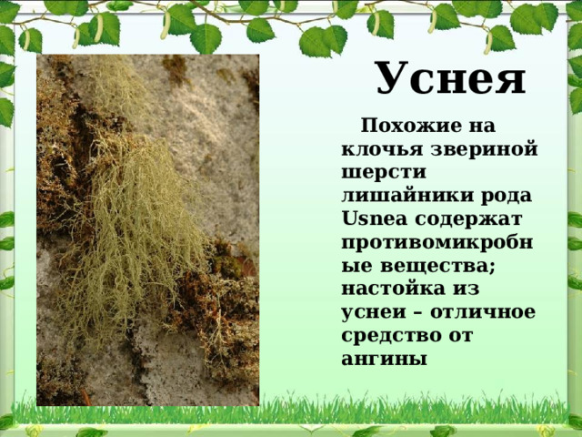 Уснея  Похожие на клочья звериной шерсти лишайники рода Usnea содержат противомикробные вещества; настойка из уснеи – отличное средство от ангины 