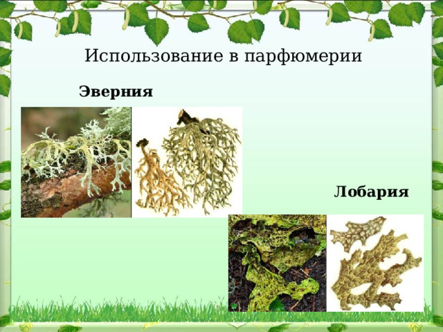 Использование в парфюмерии  Эверния  Лобария 