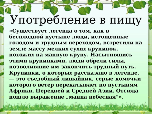 Употребление в пищу «Существует легенда о том, как в бесплодной пустыне люди, истощенные голодом и трудным переходом, встретили на земле массу мелких сухих крупинок, похожих на манную крупу. Насытившись этими крупинками, люди обрели силы, позволившие им закончить трудный путь. Крупинки, о которых рассказано в легенде, ― это съедобный лишайник, серые комочки которого ветер перекатывает по пустыням Африки, Передней и Средней Азии. Отсюда пошло выражение „манна небесная”». 