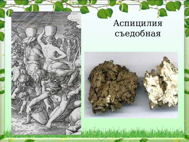 Аспицилия съедобная   