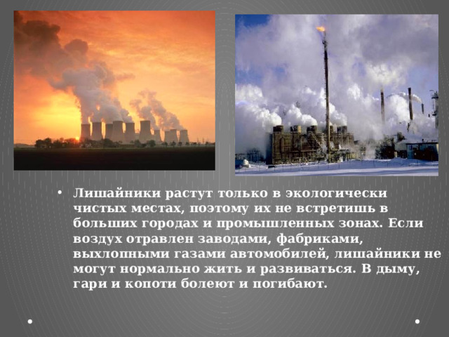 Лишайники растут только в экологически чистых местах, поэтому их не встретишь в больших городах и промышленных зонах. Если воздух отравлен заводами, фабриками, выхлопными газами автомобилей, лишайники не могут нормально жить и развиваться. В дыму, гари и копоти болеют и погибают.  