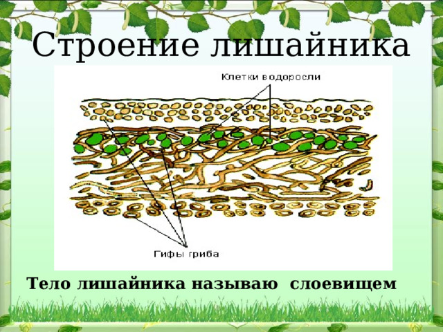 Строение лишайника Тело лишайника называю слоевищем 