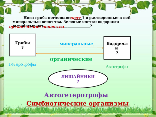     Нити гриба поглощают _____? и растворенные в ней минеральные вещества. Зеленые клетки водоросли вырабатывают __________________________?     минеральные                        воду органические вещества Грибы ? Водоросли ? органические Гетеротрофы Автотрофы ЛИШАЙНИКИ ? Автогетеротрофы Симбиотические организмы 