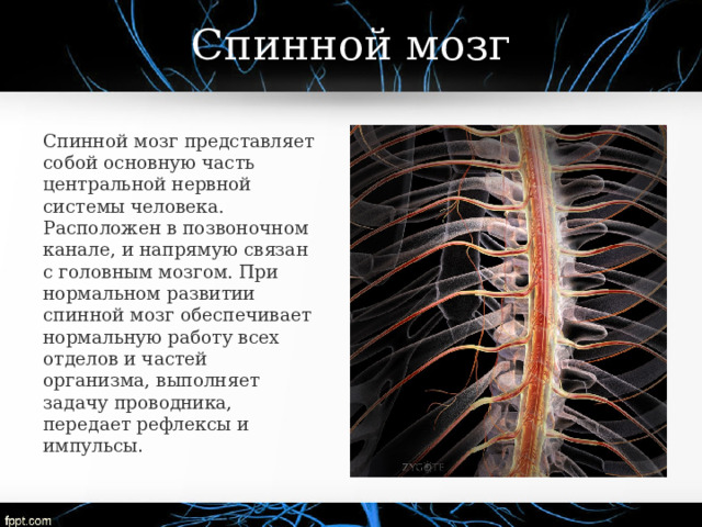 Спинной мозг Спинной мозг представляет собой основную часть центральной нервной системы человека. Расположен в позвоночном канале, и напрямую связан с головным мозгом. При нормальном развитии спинной мозг обеспечивает нормальную работу всех отделов и частей организма, выполняет задачу проводника, передает рефлексы и импульсы . 