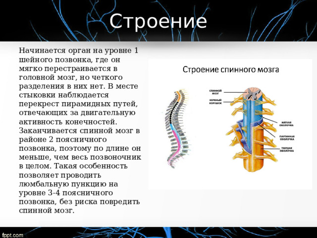 Строение Начинается орган на уровне 1 шейного позвонка, где он мягко перестраивается в головной мозг, но четкого разделения в них нет. В месте стыковки наблюдается перекрест пирамидных путей, отвечающих за двигательную активность конечностей. Заканчивается спинной мозг в районе 2 поясничного позвонка, поэтому по длине он меньше, чем весь позвоночник в целом. Такая особенность позволяет проводить люмбальную пункцию на уровне 3-4 поясничного позвонка, без риска повредить спинной мозг. 