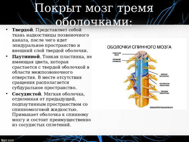 Покрыт мозг тремя оболочками: Твердой . Представляет собой ткань надкостницы позвоночного канала, после чего идет эпидуральное пространство и внешний слой твердой оболочки. Паутинной . Тонкая пластинка, не имеющая цвета, которая срастается с твердой оболочкой в области межпозвоночного отверстия. В месте отсутствия сращения располагается субдуральное пространство. Сосудистой . Мягкая оболочка, отделенная от предыдущей, подпаутинным пространством со спинномозговой жидкостью. Примыкает оболочка к спинному мозгу и состоит преимущественно из сосудистых сплетений. 