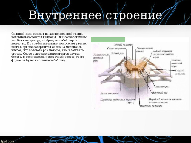 Внутреннее строение Спинной мозг состоит из клеток нервной ткани, которые называются нейроны. Они сосредоточены все ближе к центру, и образуют собой серое вещество. По приблизительным подсчетам ученых всего в органе содержится около 13 миллионов клеток, что во много раз меньше, чем в головном отделе. Серое вещество располагается внутри белого, и если сделать поперечный разрез, то по форме он будет напоминать бабочку.     