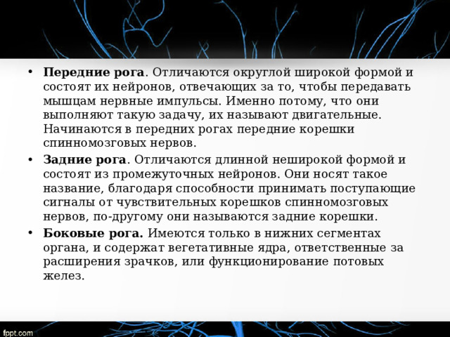 Передние рога . Отличаются округлой широкой формой и состоят их нейронов, отвечающих за то, чтобы передавать мышцам нервные импульсы. Именно потому, что они выполняют такую задачу, их называют двигательные. Начинаются в передних рогах передние корешки спинномозговых нервов. Задние рога . Отличаются длинной неширокой формой и состоят из промежуточных нейронов. Они носят такое название, благодаря способности принимать поступающие сигналы от чувствительных корешков спинномозговых нервов, по-другому они называются задние корешки. Боковые рога. Имеются только в нижних сегментах органа, и содержат вегетативные ядра, ответственные за расширения зрачков, или функционирование потовых желез.   
