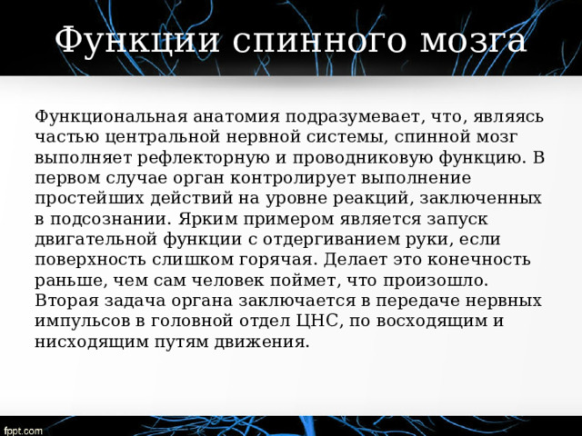 Функции спинного мозга Функциональная анатомия подразумевает, что, являясь частью центральной нервной системы, спинной мозг выполняет рефлекторную и проводниковую функцию. В первом случае орган контролирует выполнение простейших действий на уровне реакций, заключенных в подсознании. Ярким примером является запуск двигательной функции с отдергиванием руки, если поверхность слишком горячая. Делает это конечность раньше, чем сам человек поймет, что произошло. Вторая задача органа заключается в передаче нервных импульсов в головной отдел ЦНС, по восходящим и нисходящим путям движения.   