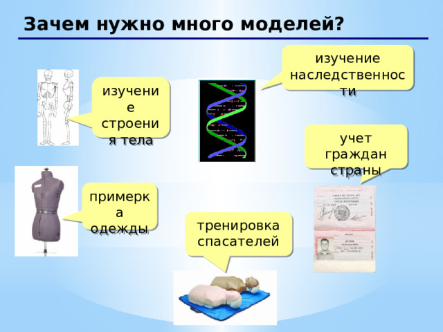 Зачем нужно много моделей? изучение наследственности изучение строения тела учет граждан страны примерка одежды тренировка спасателей   