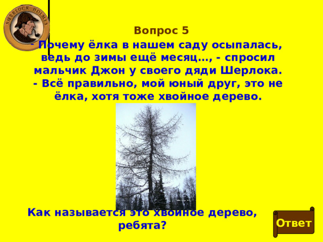 Вопрос 5  Почему ёлка в нашем саду осыпалась, ведь до зимы ещё месяц…, - спросил мальчик Джон у своего дяди Шерлока. - Всё правильно, мой юный друг, это не ёлка, хотя тоже хвойное дерево. Как называется это хвойное дерево, ребята? Ответ 