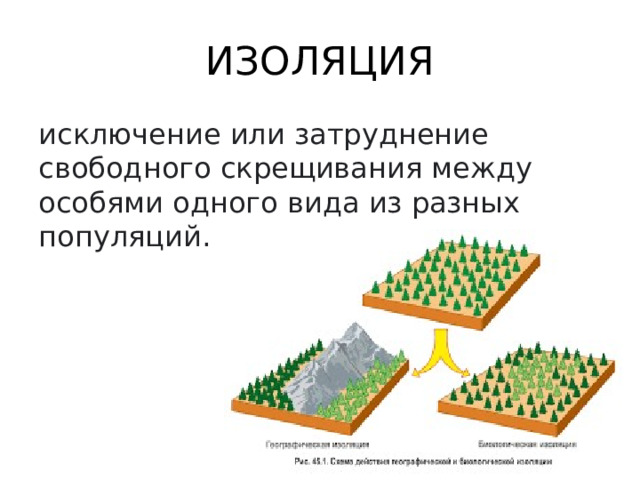 ИЗОЛЯЦИЯ исключение или затруднение свободного скрещивания между особями одного вида из разных популяций.  
