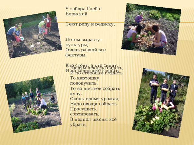 У забора Глеб с Бориской  Сеют репу и редиску. Летом вырастут культуры,  Очень разной все фактуры.  Кто стоит, а кто сидит,  И на солнышко глядит.  Людям некогда сидеть,  И по сторонам глядеть.  То картошку подокучить,  То из листьев собрать кучу. Осень–время урожая,  Надо овощи собрать,  Просушить, сортировать,  В подпол школы всё убрать. 