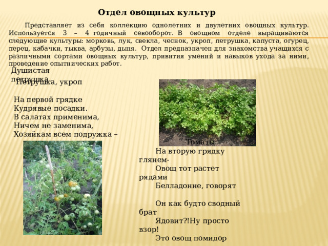 Душистая петрушка. Отдел овощных культур Представляет из себя коллекцию однолетних и двулетних овощных культур. Используется 3 – 4  годичный севооборот.  В овощном отделе выращиваются следующие культуры: морковь, лук, свекла, чеснок, укроп, петрушка, капуста, огурец, перец, кабачки, тыква, арбузы, дыня. Отдел предназначен для знакомства учащихся с различными сортами  овощных культур, привития умений и навыков ухода за ними, проведение опытнических работ .  Петрушка, укроп На первой грядке Кудрявые посадки. В салатах применима, Ничем не заменима, Хозяйкам всем подружка – Томаты На вторую грядку глянем- Овощ тот растет рядами Белладонне, говорят Он как будто сводный брат Ядовит?!Ну просто взор! Это овощ помидор 
