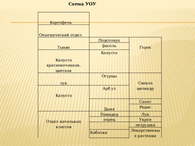 Схема УОУ  Картофель   Опытнический отдел   Тыква Подсолнух фасоль Капуста краснокочанная, цветная Капуста Горох лук Огурцы Капуста Арб уз Свекла цилиндр Салат Дыня Отдел начальных классов Помидор Редис перец Лук Укроп петрушка Лекарственные растения Кабачки 