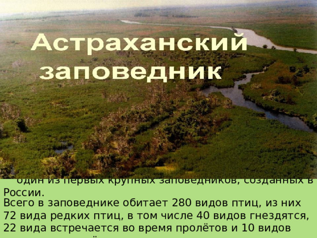 Астраханский заповедник  один из первых крупных заповедников, созданных в России. Всего в заповеднике обитает 280 видов птиц, из них 72 вида редких птиц, в том числе 40 видов гнездятся, 22 вида встречается во время пролётов и 10 видов относятся к залётным. 