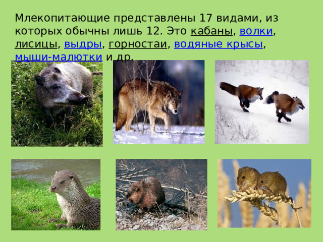 Млекопитающие представлены 17 видами, из которых обычны лишь 12. Это кабаны , волки , лисицы , выдры , горностаи , водяные крысы , мыши-малютки и др. 