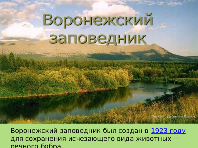 Воронежский заповедник был создан в 1923 году для сохранения исчезающего вида животных — речного бобра 