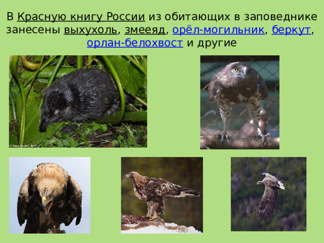 В Красную книгу России из обитающих в заповеднике занесены выхухоль , змееяд , орёл-могильник , беркут , орлан-белохвост и другие 