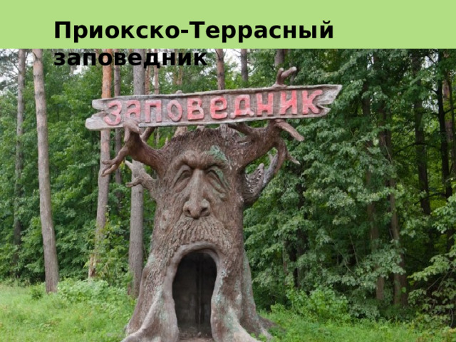 Приокско-Террасный заповедник 