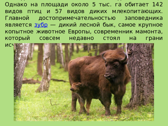 Это один из самых маленьких заповедников России. Однако на площади около 5 тыс. га обитает 142 видов птиц и 57 видов диких млекопитающих. Главной достопримечательностью заповедника является зубр — дикий лесной бык, самое крупное копытное животное Европы, современник мамонта, который совсем недавно стоял на грани исчезновения. 